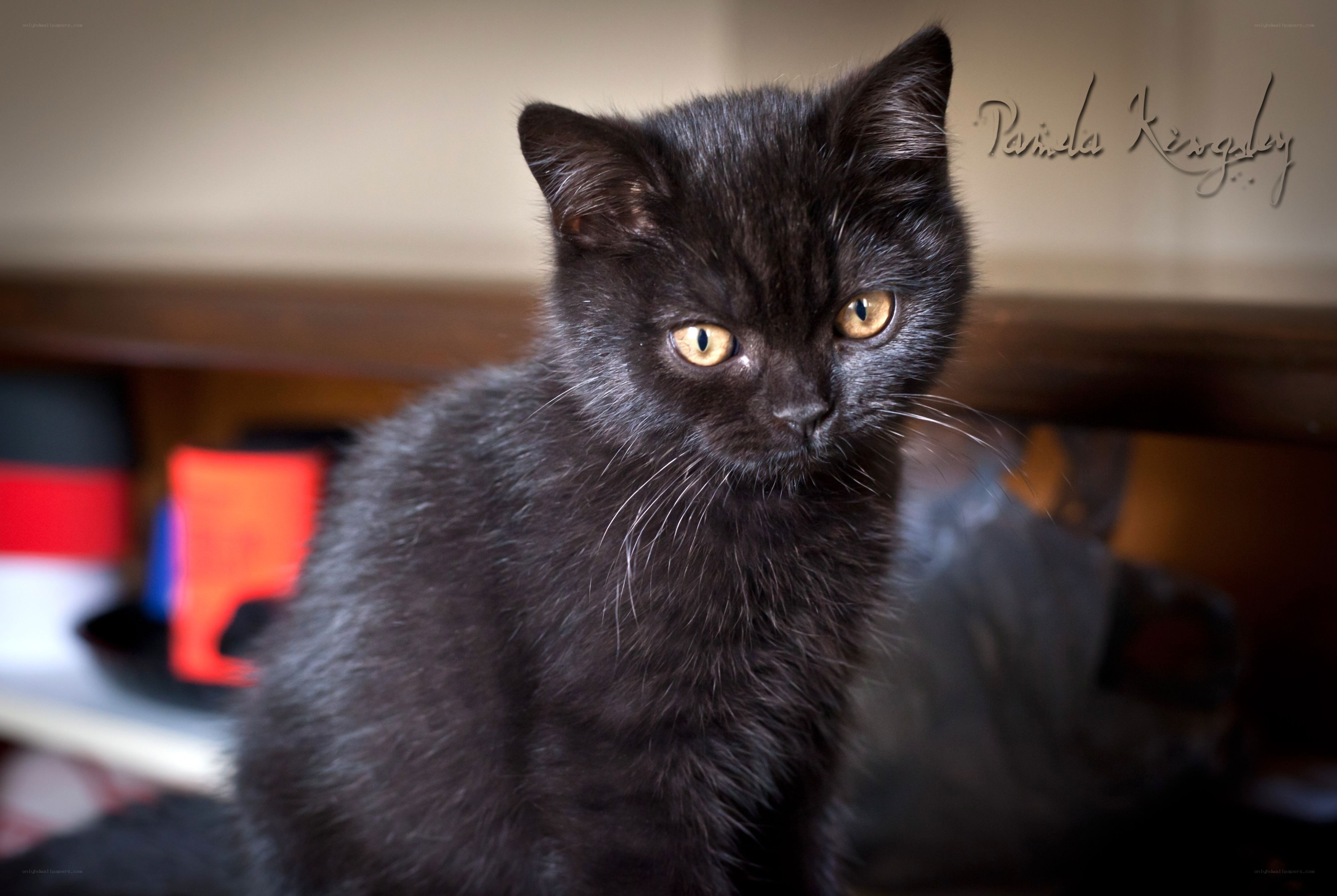 black kitten with yellow eyes
