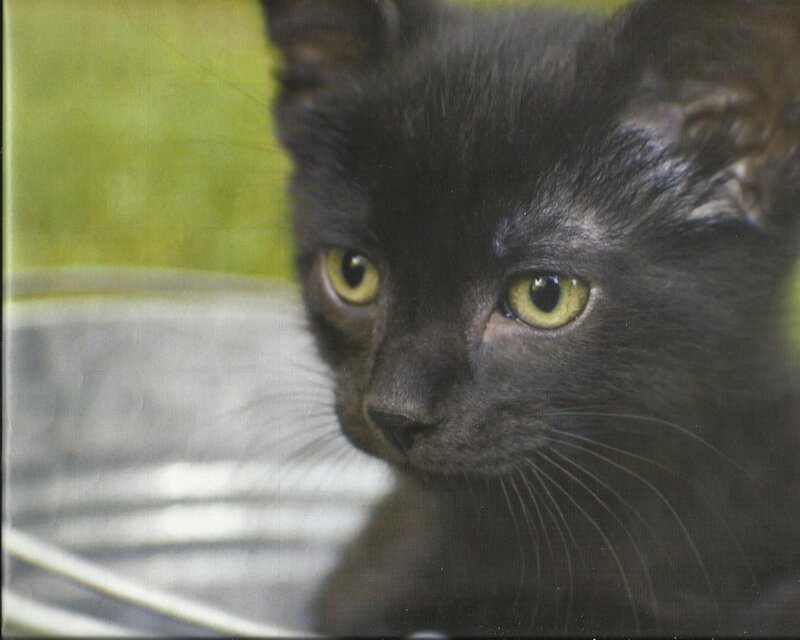 Black Kitten with Yellow Eyes — Calm, Photograph