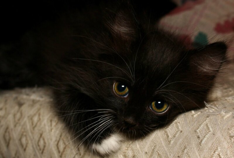 Black Kitten with Yellow Eyes — Calm