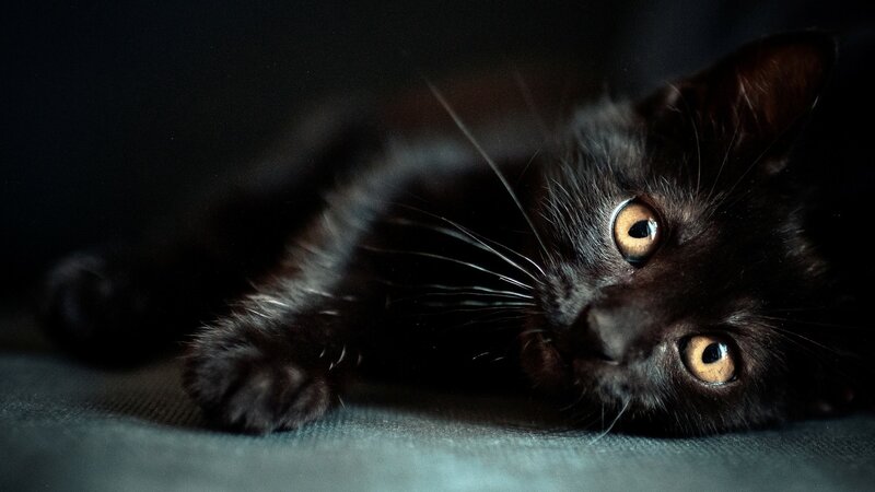 black kitten with yellow eyes