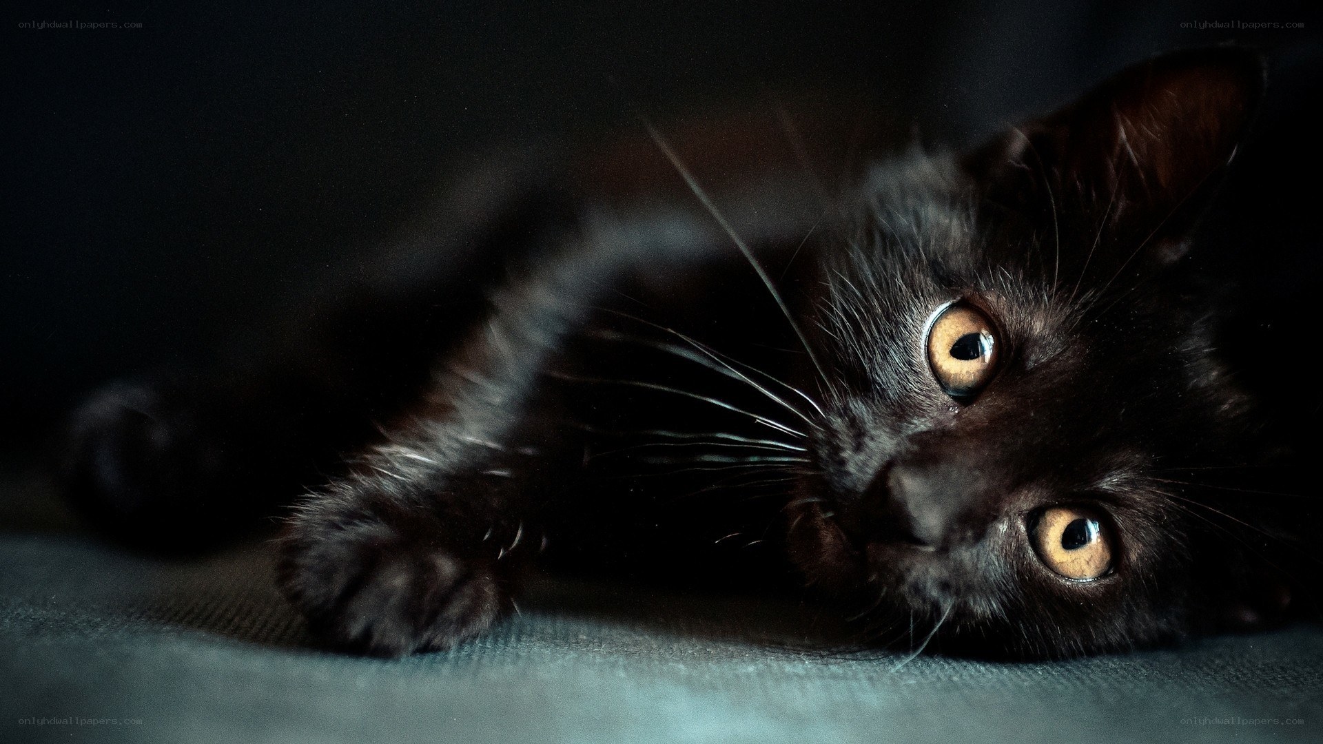 black kitten with yellow eyes