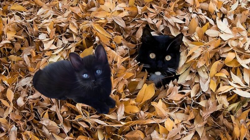 Black Kittens in Leaves