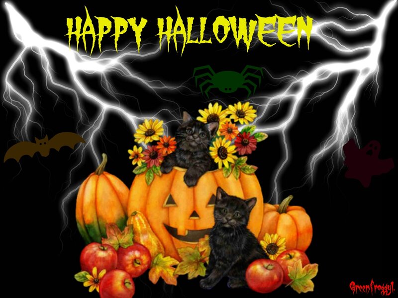 Black Kittens in Pumpkins — Orange
