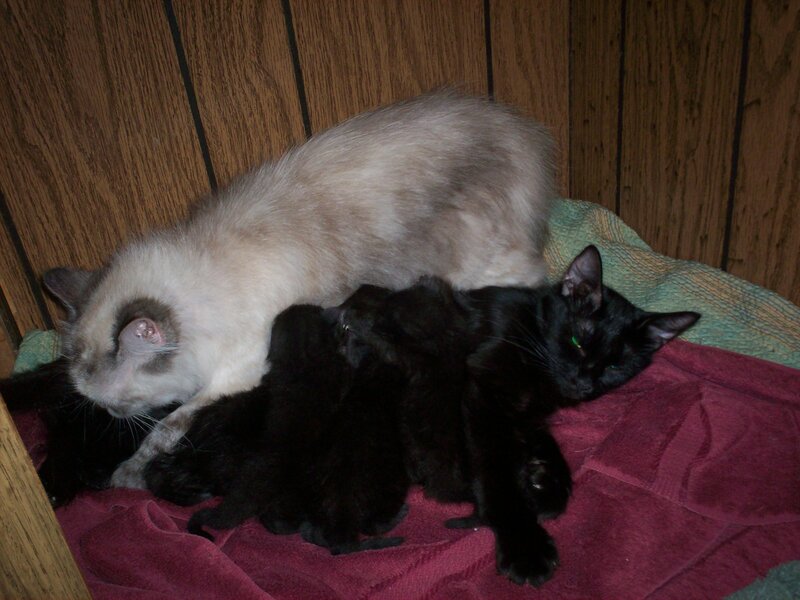 Black Kittens Nursing