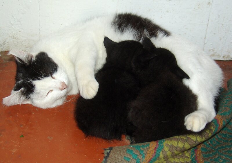 Black Kittens Nursing — White