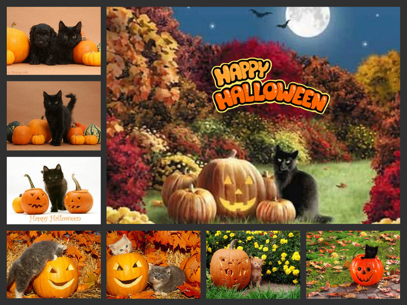 Black Kittens with Pumpkins — Orange