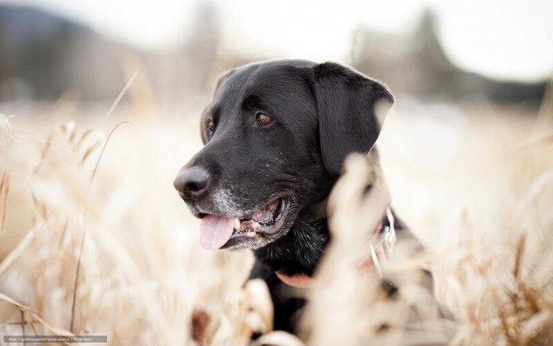 black lab in a field