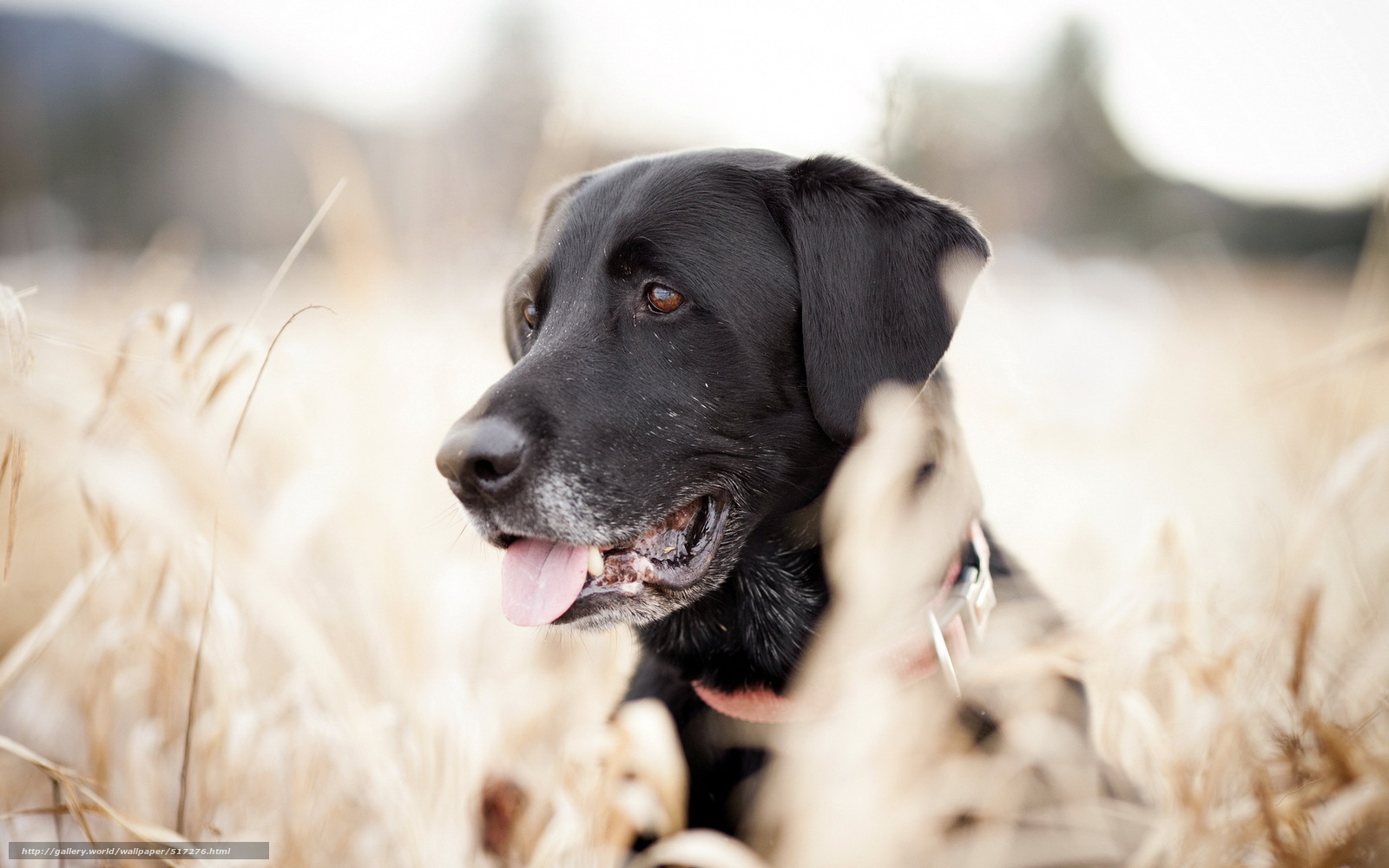 black lab in a field