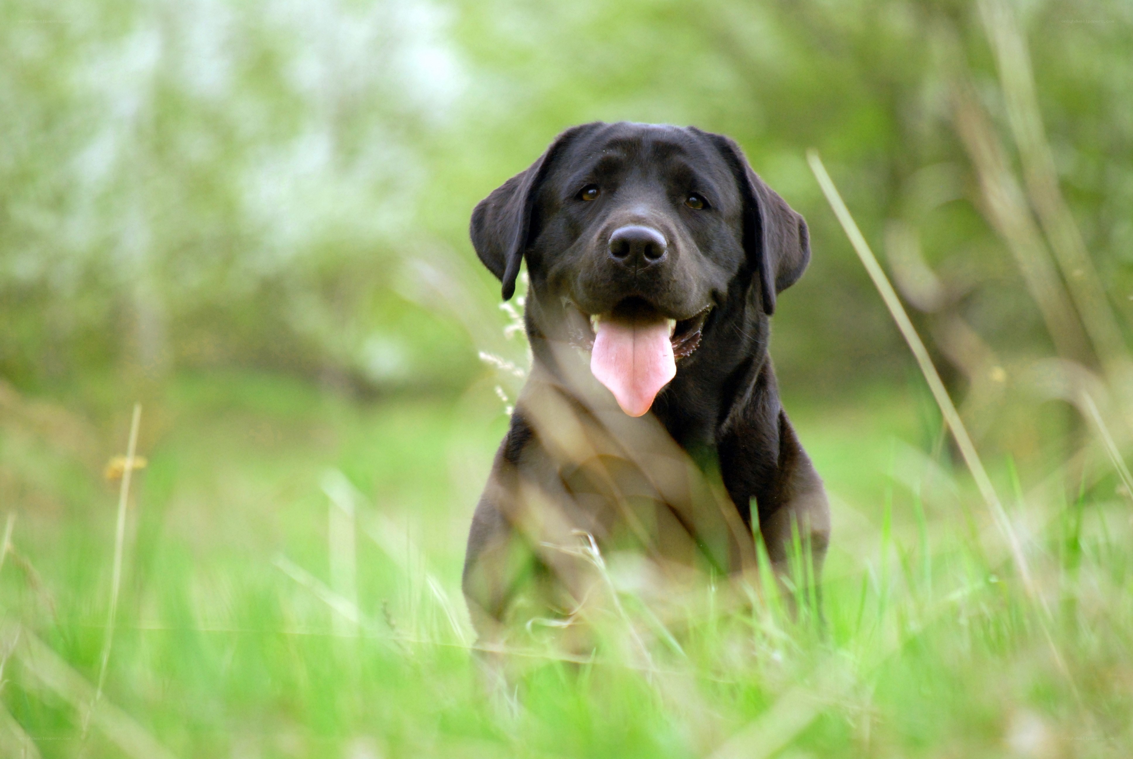 black lab in grass