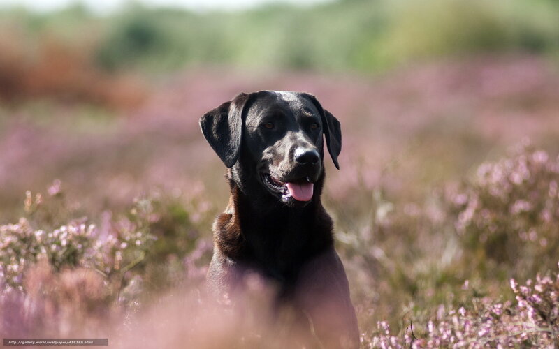 black lab in purple heather