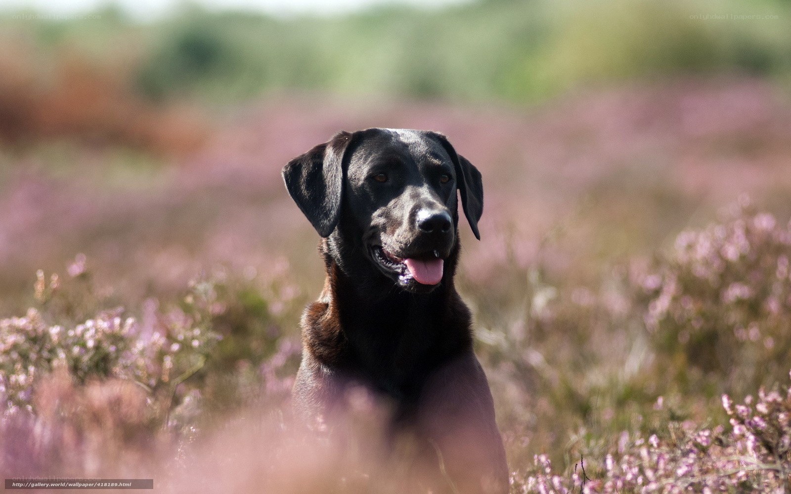black lab in purple heather