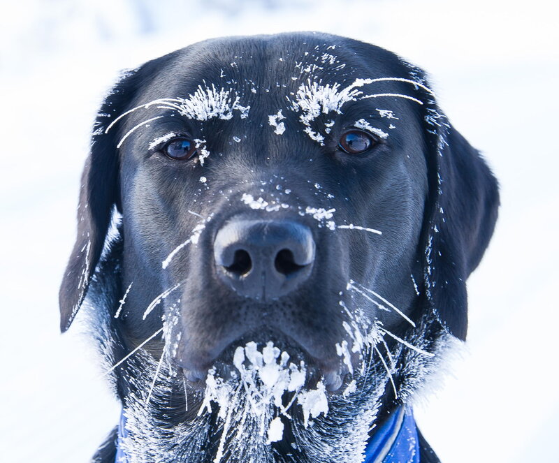 Black Lab in Snow — Cold