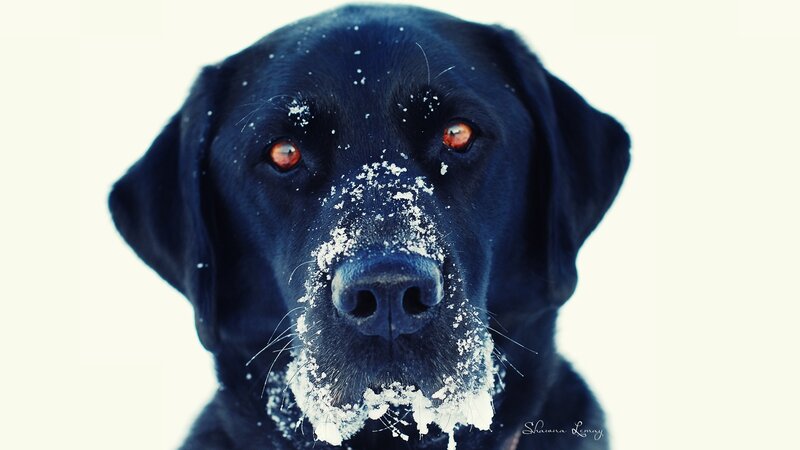 black lab in snow