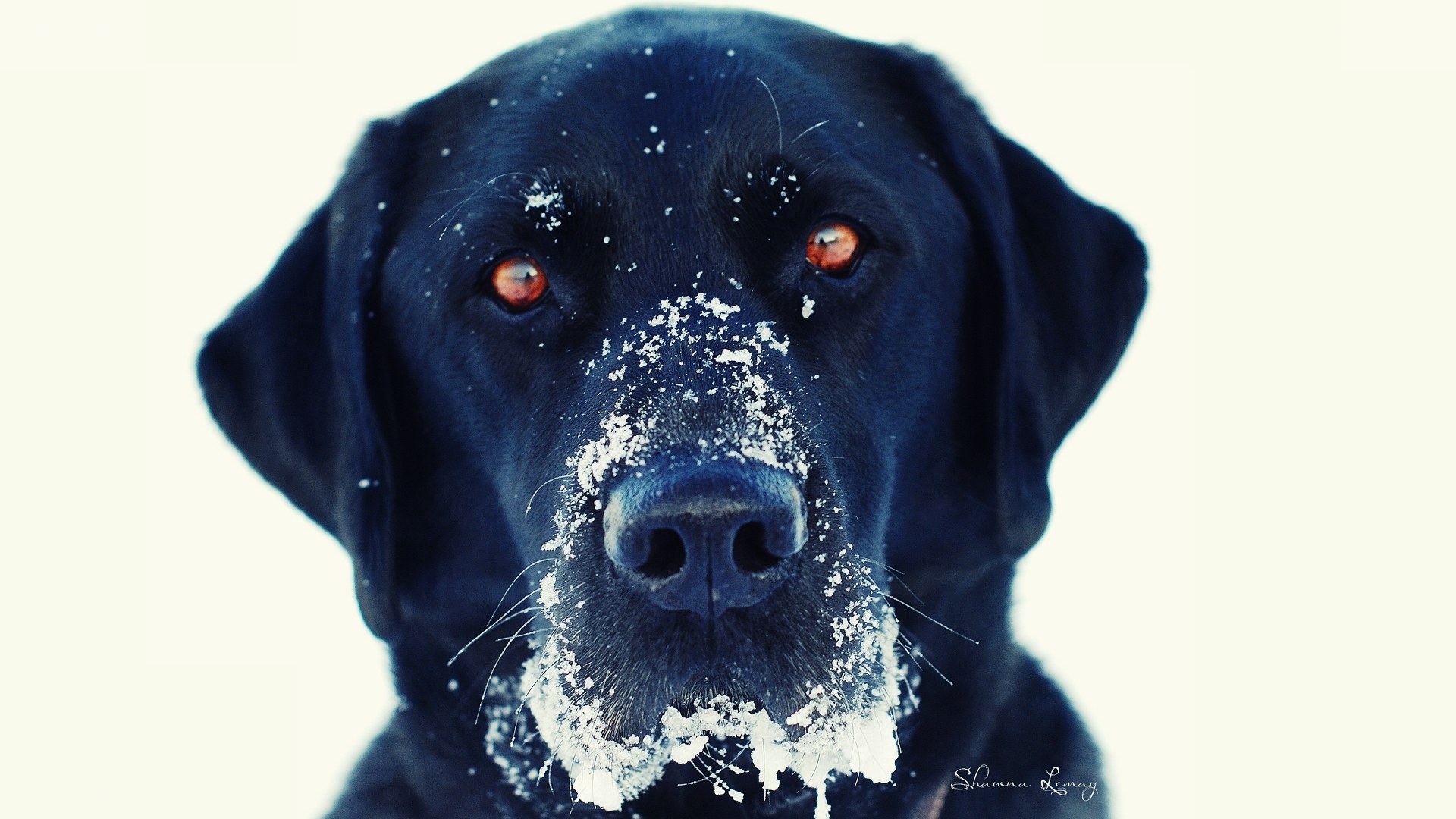 black lab in snow