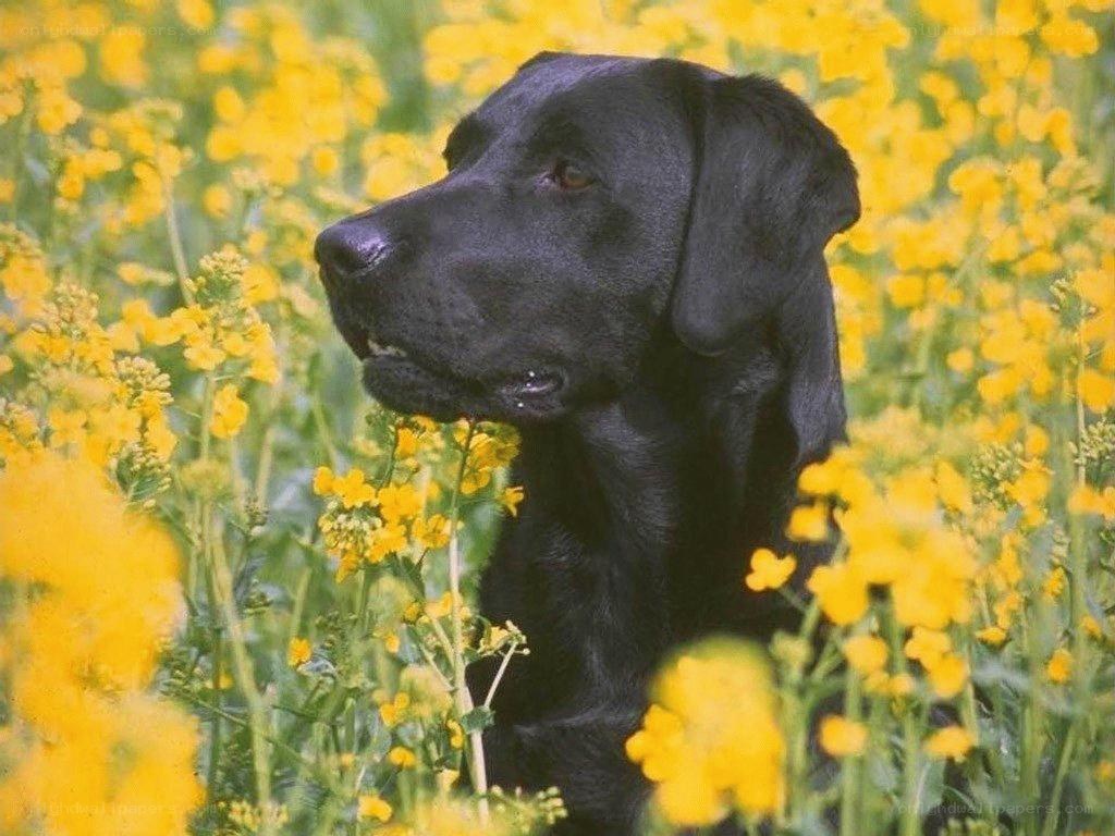 black lab in yellow flowers