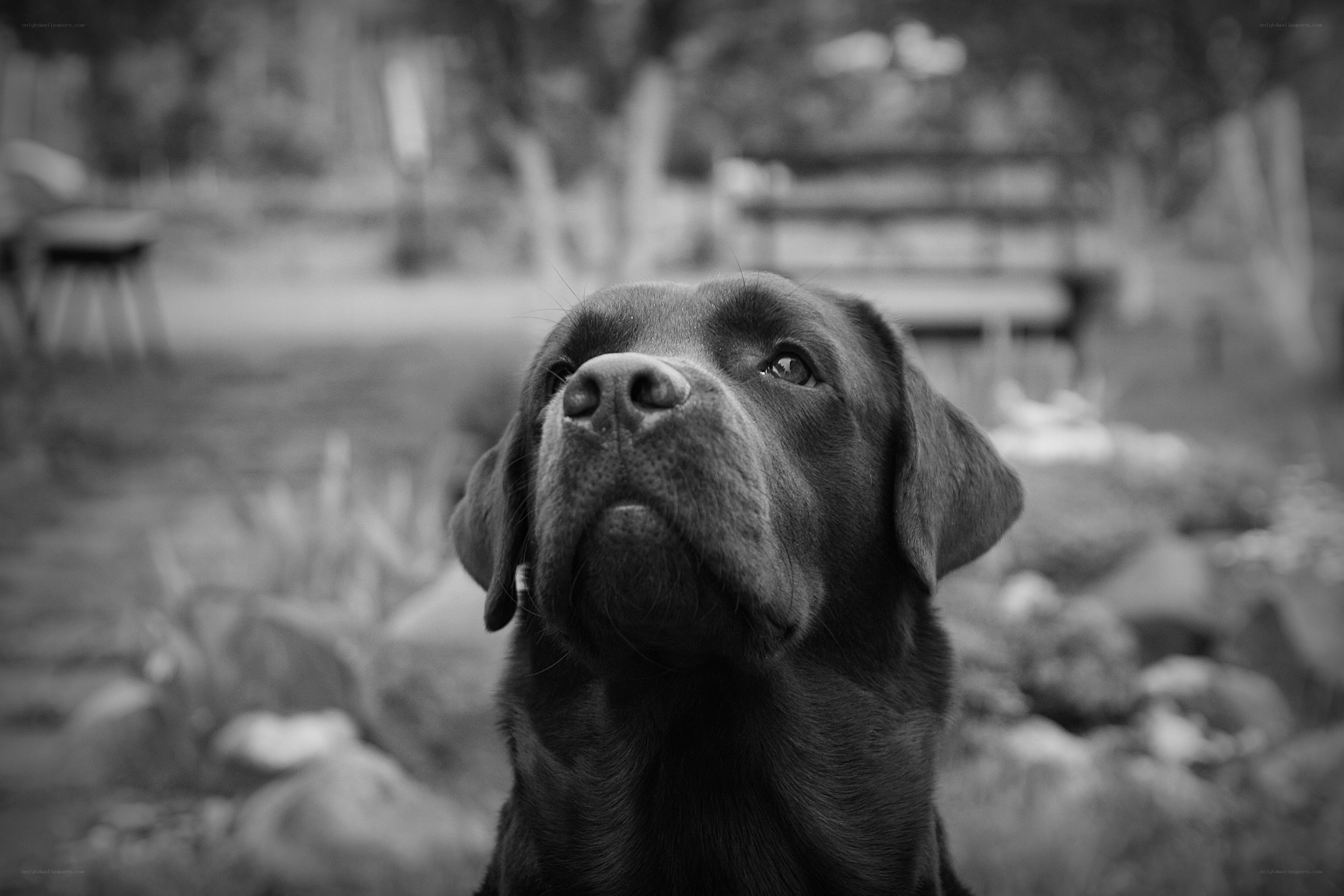 black lab looking up