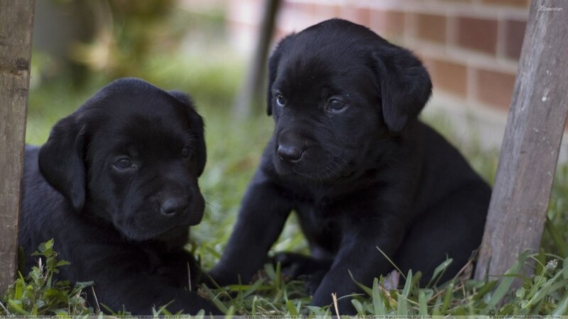 Black Lab Puppies — Calm, Afternoon, Photograph
