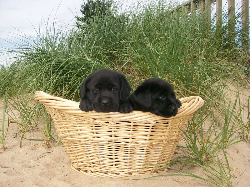 Black Lab Puppies — Calm, Afternoon