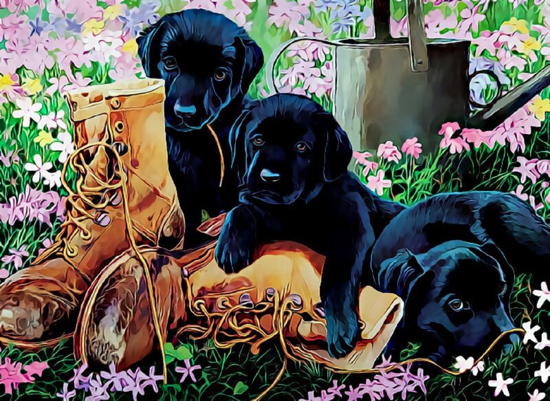 Black Lab Puppies — Calm, Spring