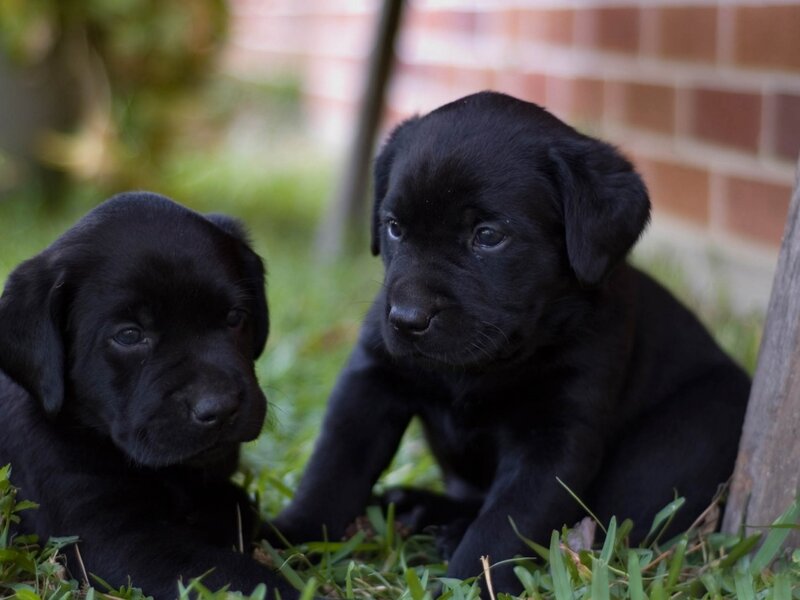Black Lab Puppies — Calm