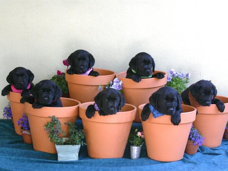 Black Lab Puppies in Pots