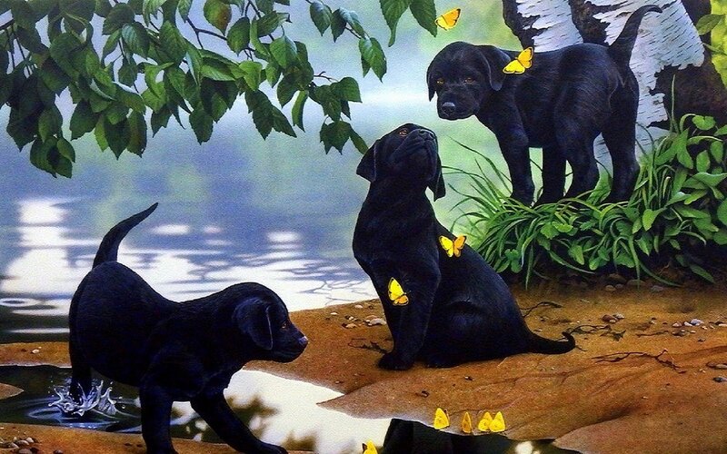 Black Lab Puppies — Serene, Afternoon