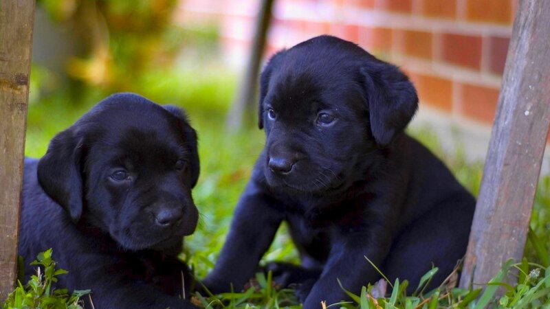 Black Lab Puppies