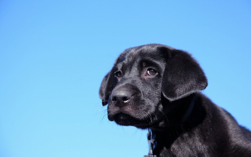 black lab puppy against blue sky