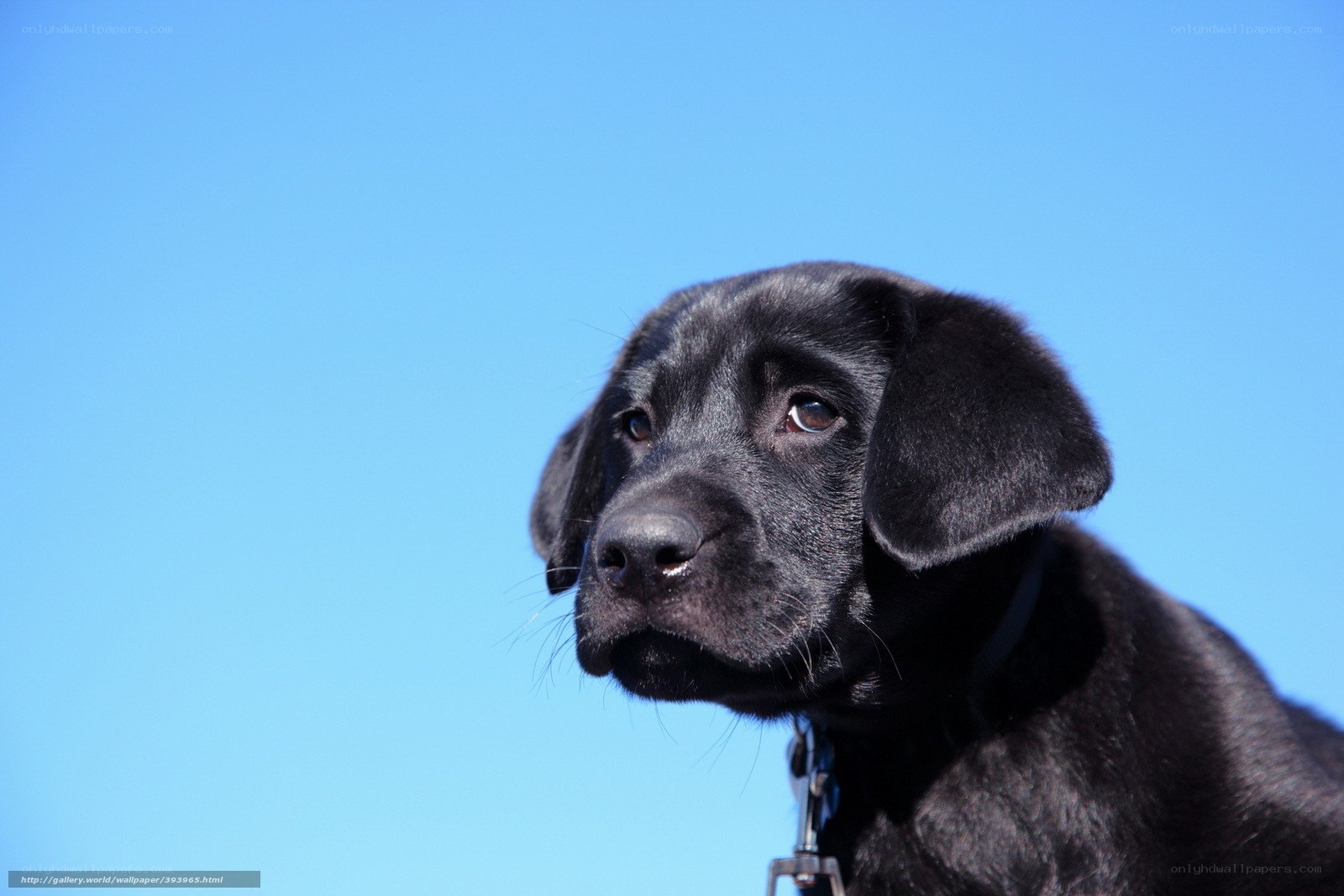 black lab puppy against blue sky