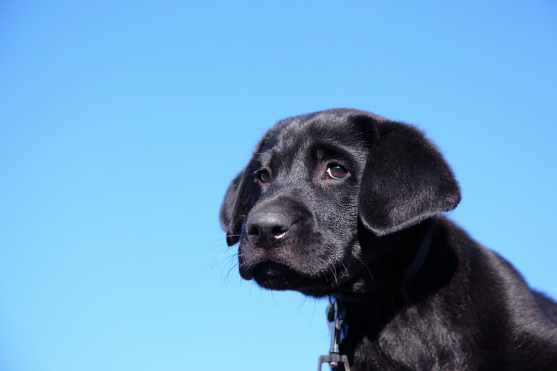 Black Lab Puppy — Blue