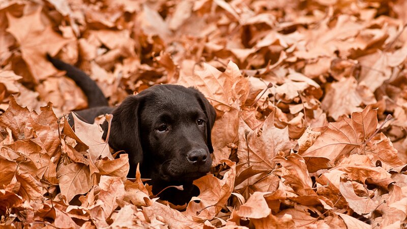 Black Lab Puppy — Brown, Calm, Autumn