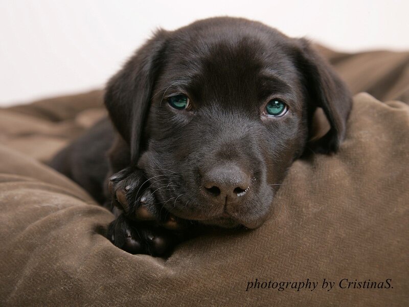 Black Lab Puppy — Brown, Calm, Photograph