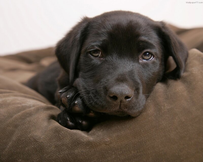 Black Lab Puppy — Brown, Calm
