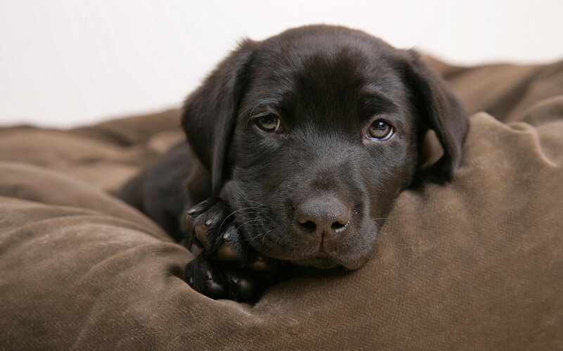 Black Lab Puppy — Brown