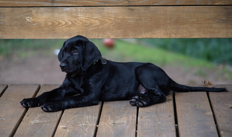 Black Lab Puppy — Calm, Afternoon, Photograph, Bench, Grass