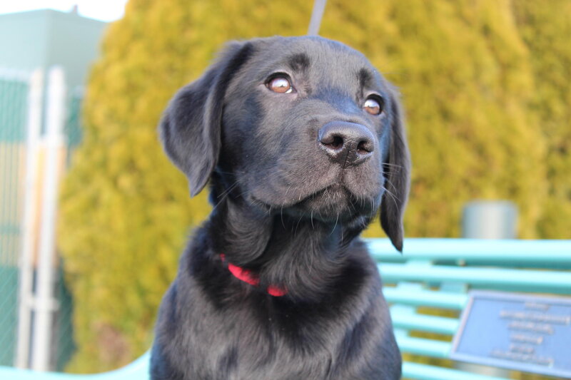 Black Lab Puppy — Calm, Afternoon, Photograph, Bench