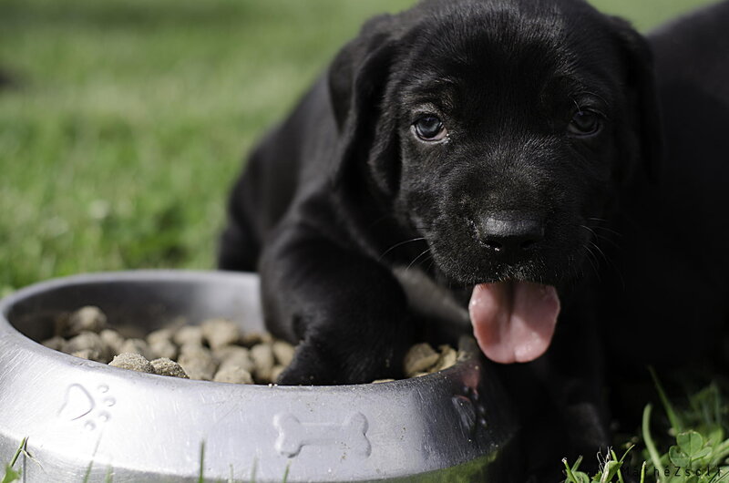 Black Lab Puppy — Calm, Afternoon, Photograph, Dog Bowl