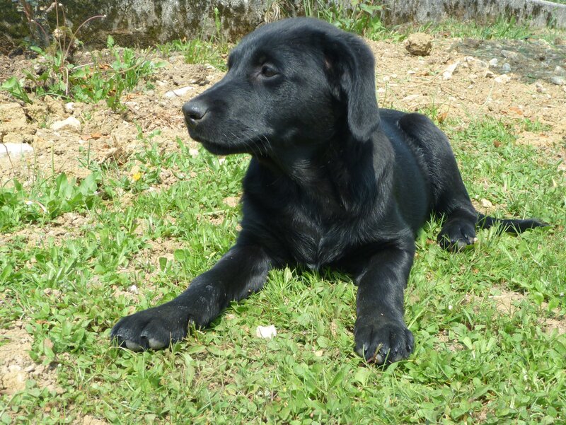 Black Lab Puppy — Calm, Afternoon, Photograph