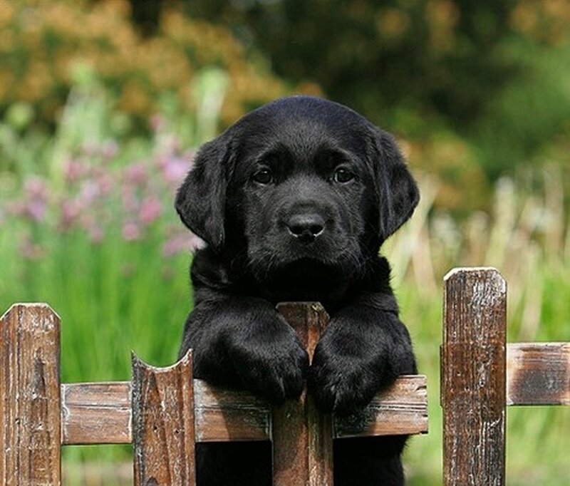 Black Lab Puppy — Calm, Afternoon