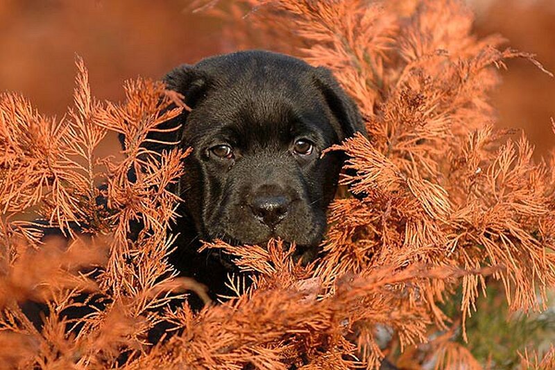 Black Lab Puppy — Calm, Autumn