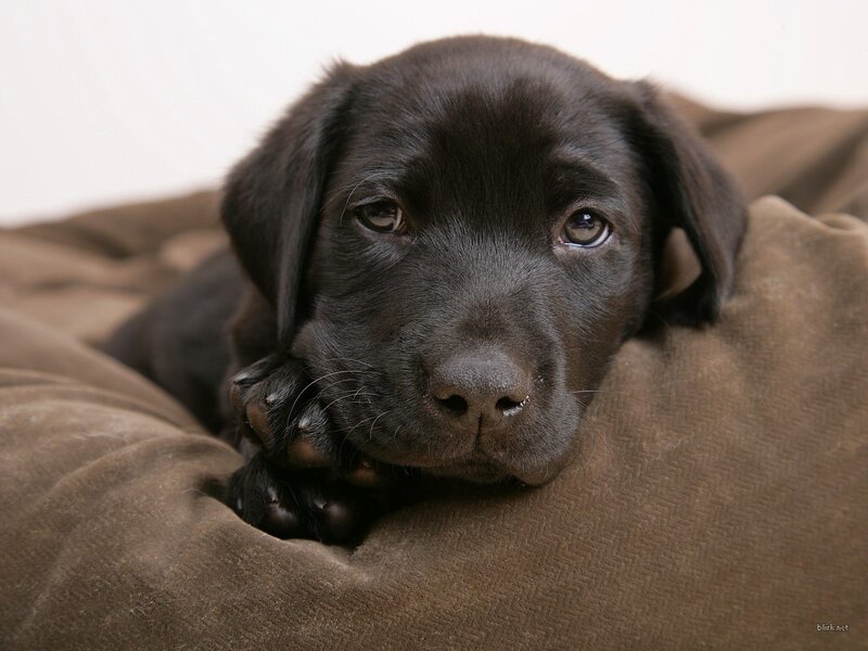 Black Lab Puppy — Calm, Dog Bed