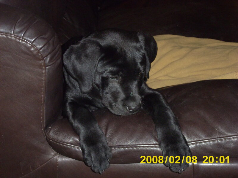Black Lab Puppy — Calm, Night