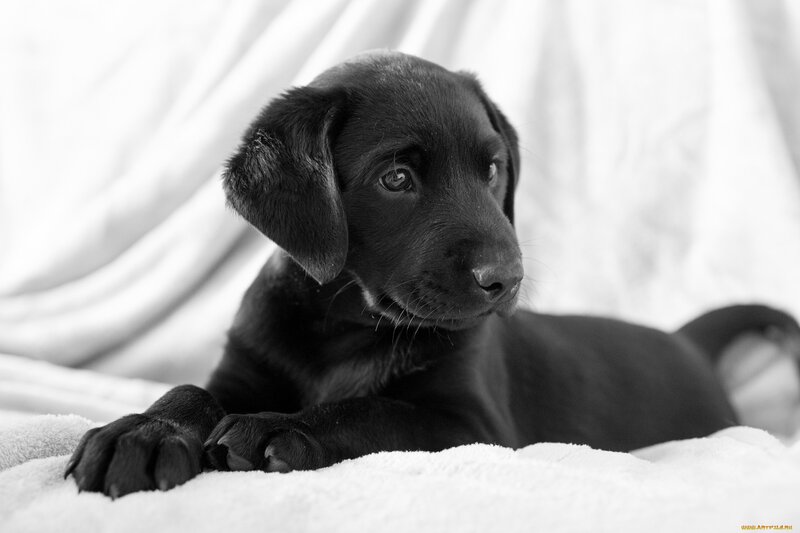 Black Lab Puppy — Calm, Photograph, Blanket, Paws