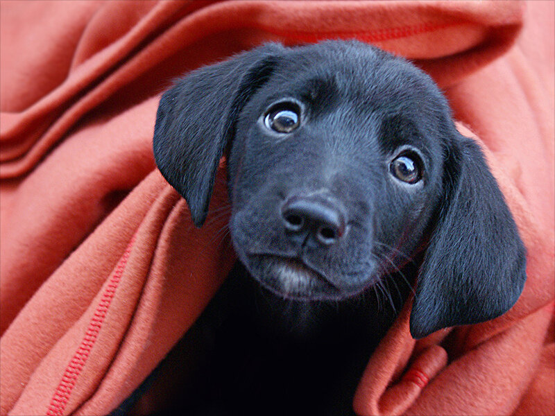 Black Lab Puppy — Calm, Photograph, Blanket