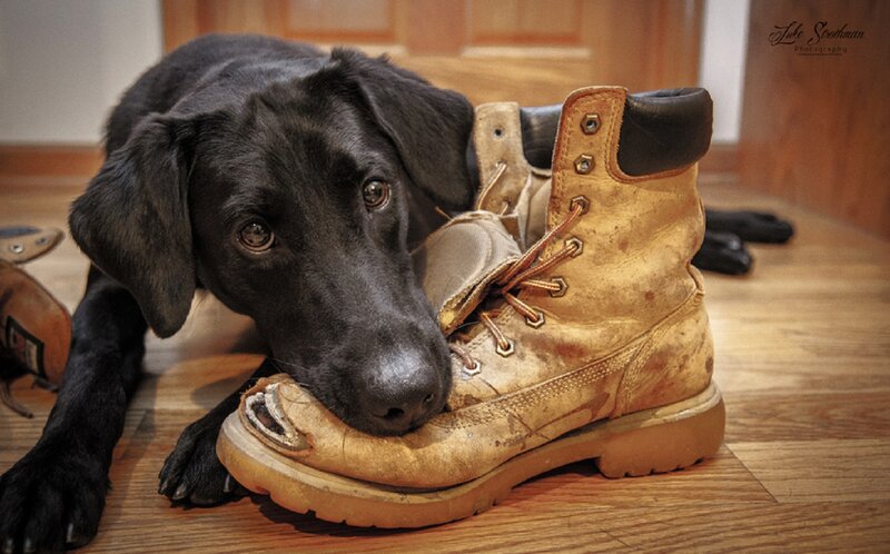 Black Lab Puppy — Calm, Photograph, Boot