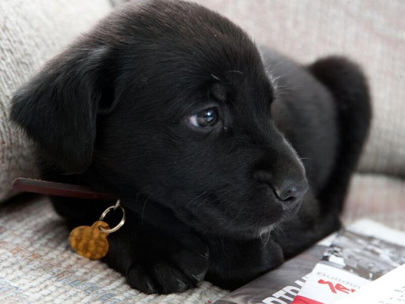Black Lab Puppy — Calm, Photograph, Collar