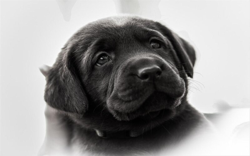Black Lab Puppy — Calm, Photograph, Eyes