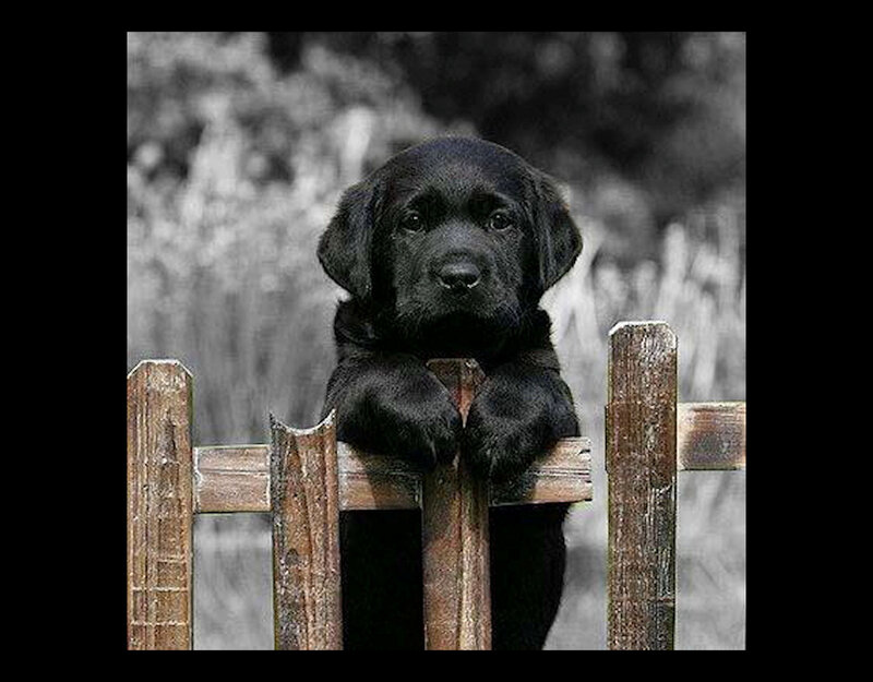 Black Lab Puppy — Calm, Photograph, Fence