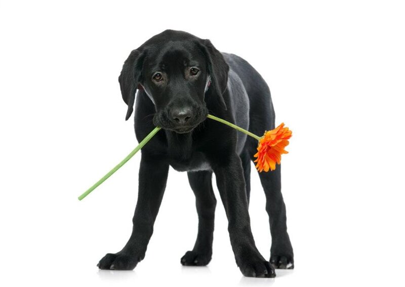 Black Lab Puppy — Calm, Photograph, Flower