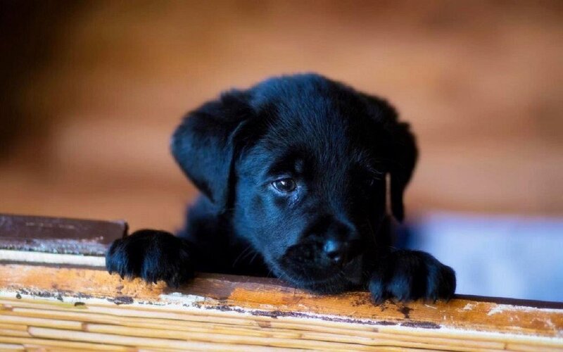 Black Lab Puppy — Calm, Photograph, Paws